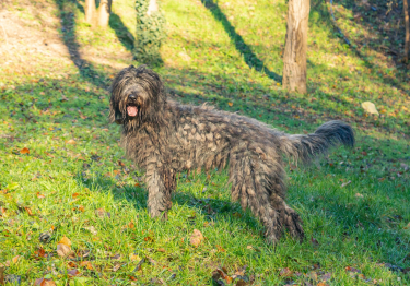 Photo: Bergamo Shepherd dog on Woopets