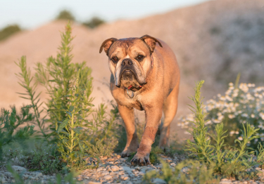 Photo: Continental Bulldog breed dog on Woopets