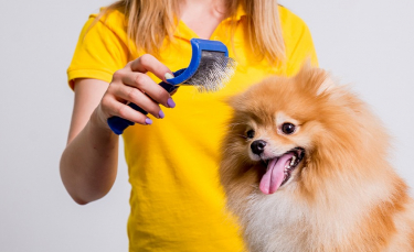 Illustration : "La brosse pour chien"