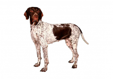 Photo: dog breed Old Danish Pointing Dog on Woopets
