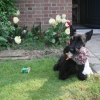 Photo of Vuitton, Scottish Terrier