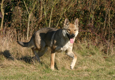 Photo: Czechoslovakian Wolfdog breed dog on Woopets
