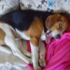 Photo of Atos, Beagle