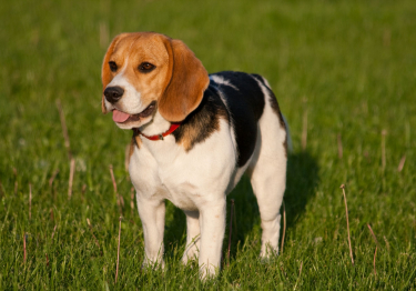 Photo: Beagle breed dog on Woopets