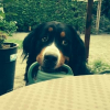 Photo of Hathos, Bernese Mountain Dog