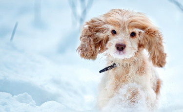 Illustration : "Le chien et la neige : prévenir les risques "