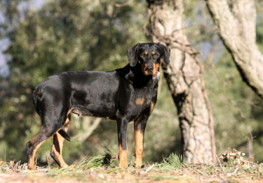 Photo: Transylvanian Hound breed dog on Woopets