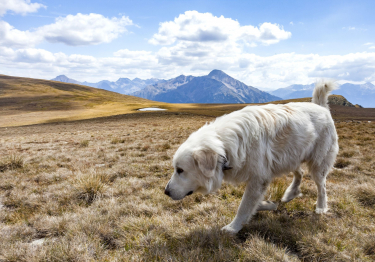 Photo: Pyrenean Mastiff dog on Woopets