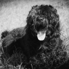 Photo of Dymka, Russian Black Terrier