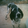 Photo of Beengy, English Setter