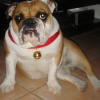 Photo of Daphnée, English Bulldog