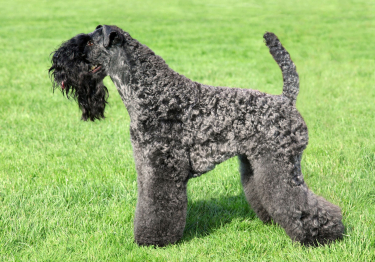 Photo: Kerry Blue Terrier dog breed on Woopets
