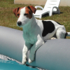 Photo of Pollux, Parson Russell Terrier
