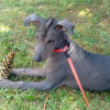 Photo of Punkie, Mexican Hairless Dog
