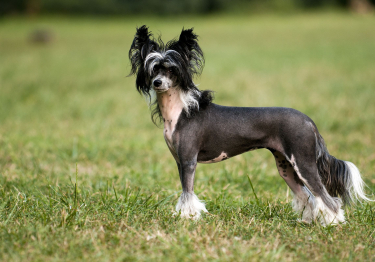 Photo: Chinese Crested Dog breed dog on Woopets