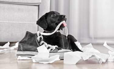 Illustration : "Maîtriser un chien mangeur d'objets"