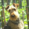 Photo of Usoa theseus of the korils of armor, Airedale Terrier