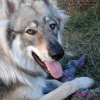 Photo of Lady, Czechoslovakian Wolfdog