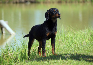 Photo: Slovak Hound Dog breed on Woopets