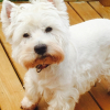 Photo of Ugly, West Highland White Terrier