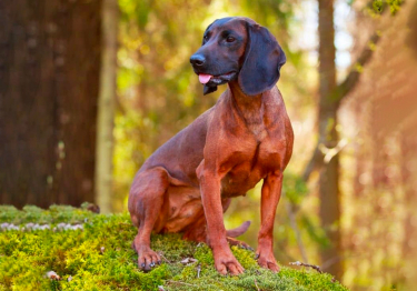 Photo: Bavarian Red Dog breed dog on Woopets