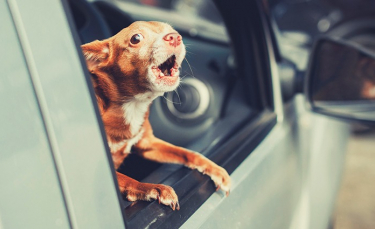Illustration : "Mon chien aboie en voiture : que faire ?"