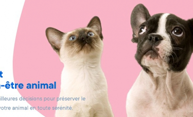 Illustration : "Animoscope lance Veto-Check un service en ligne pour analyser les symptômes de votre chien ou chat"