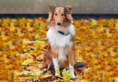 Photo: Long-haired Collie breed dog on Woopets