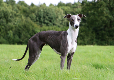 Photo: Whippet dog on Woopets
