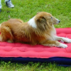 Photo of Deder, Long-haired Collie