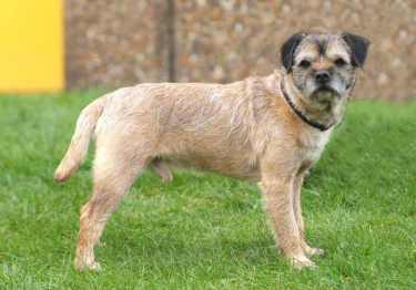 Photo: Border Terrier dog on Woopets