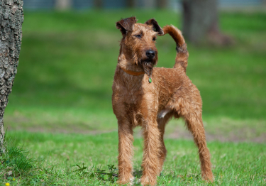 Photo: Irish Terrier dog on Woopets