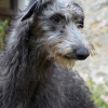 Photo of Josefita, Scottish Greyhound