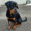 Photo of Ruby, Rottweiler