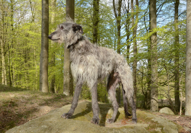 Photo: Scottish Greyhound dog on Woopets