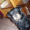Photo of Bozo nickname zobo, Russian Black Terrier