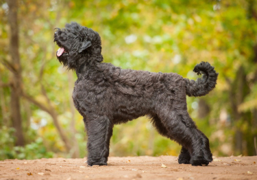 Photo: Russian Black Terrier dog on Woopets