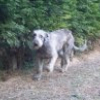 Photo of Daya from the Legends of Biscay, Irish Wolfhound