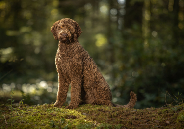 Photo: Labradoodle dog on Woopets