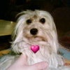 Photo of Omphy, Little Lion Dog