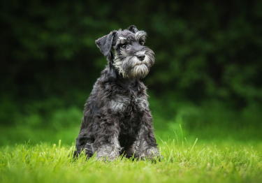 Photo: Schnauzer breed dog on Woopets
