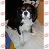 Photo of Chanelle, Cavalier King Charles Spaniel