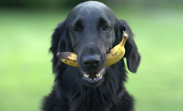 Illustration : "14 fruits et légumes que votre chien adorera"