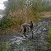 Photo of GAEL, Irish Wolfhound