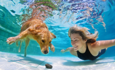 Illustration : "Apprendre à son chien à nager"