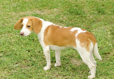 Photo: Short-haired Istrian Hound dog breed on Woopets