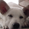 Photo of Snowie, Canaan Dog