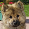 Photo by Alexander the Great of the Chevaloupsgreg, Eurasier