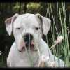 Photo of Erwine, American Bulldog