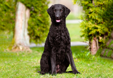 Photo: Curly Coated Retriever breed dog on Woopets